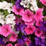 Sadnice petunije požute: šta učiniti